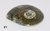 Ammonite - Semi Polished (Morocco, 2-3/4")