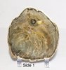 Petrified Wood with Stand (India, 3" )