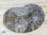 Ammonite - Thick (Madagascar, 3")
