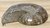 Ammonite - Thick (Madagascar, 3")