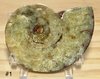 Ammonite - Thin (Madagascar, 3-1/4")