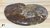 Ammonite - Thin (Madagascar, 3-1/4")