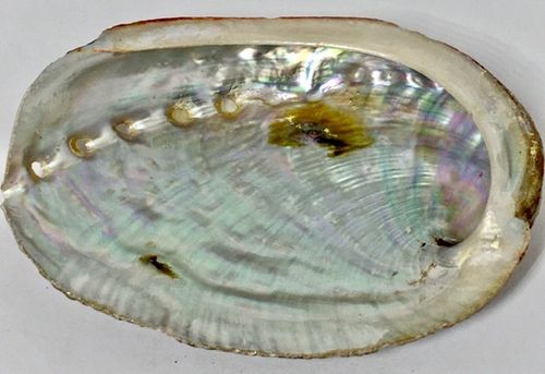 Abalone Shell (3" to 3-1/4")