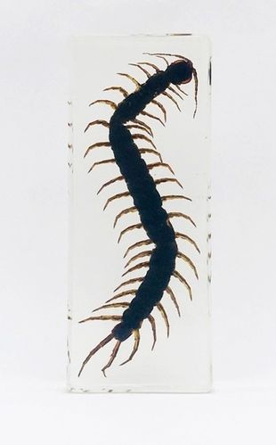 Centepede - Real & Incased in Lucite (Large)