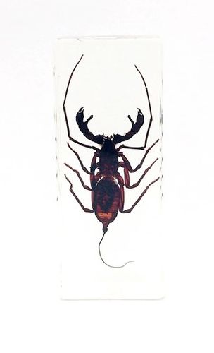 Whip Scorpion - Real & Incased in Lucite (Large)