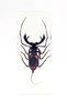 Whip Scorpion - Real & Incased in Lucite (Large)